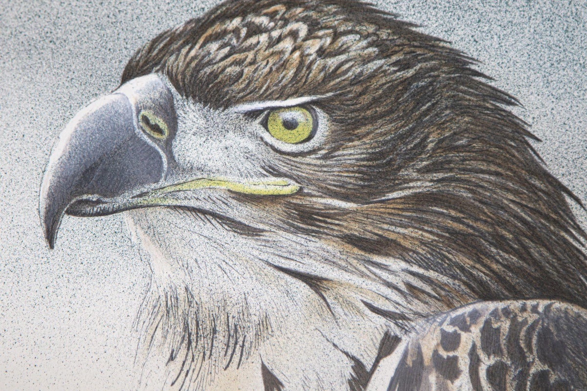 Eagle Bust Signed Limited Edition Original Lithograph by Robert Bateman — additional view 7