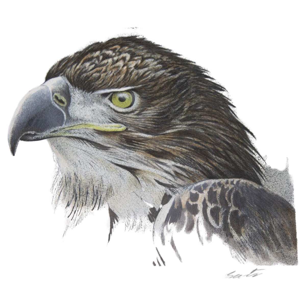 Eagle Bust Signed Limited Edition Original Lithograph by Robert Bateman — additional view 3